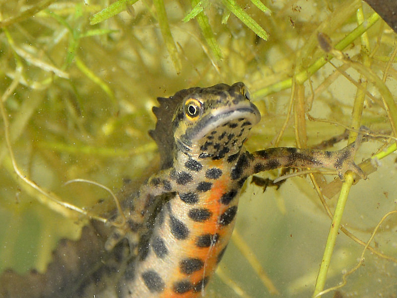 Eye of newt